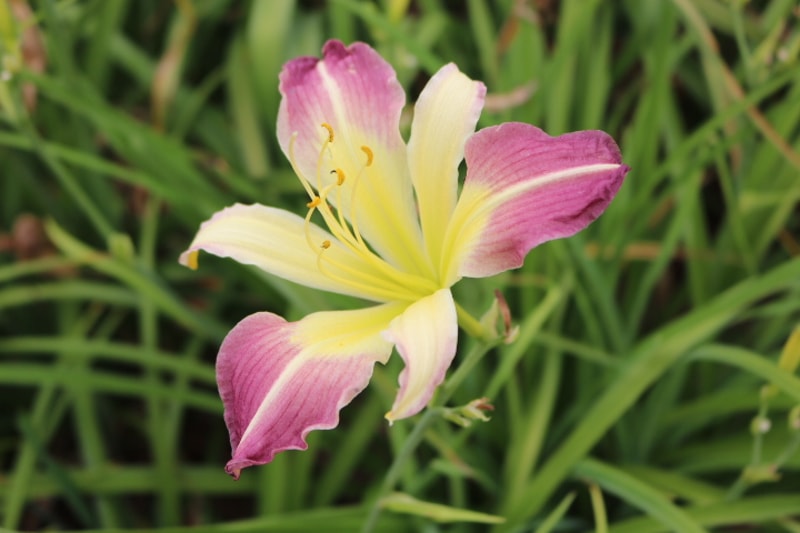 Andy's Awe from Haley_Springs_Farm