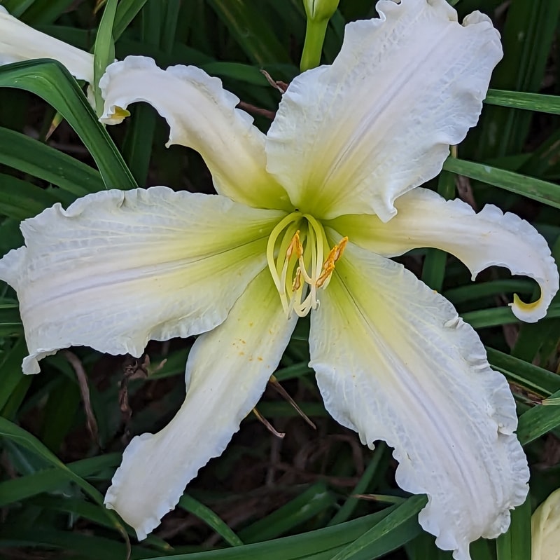 Heavenly Angel Ice from Haley_Springs_Farm