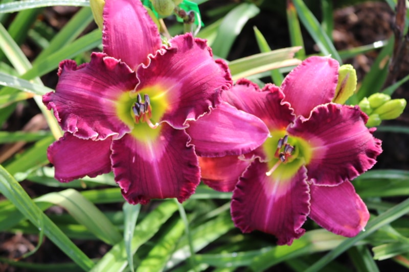 Love in a Vacuum from Haley_Springs_Farm