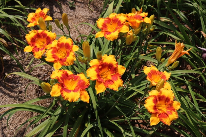 Adorable Tiger from Haley_Springs_Farm