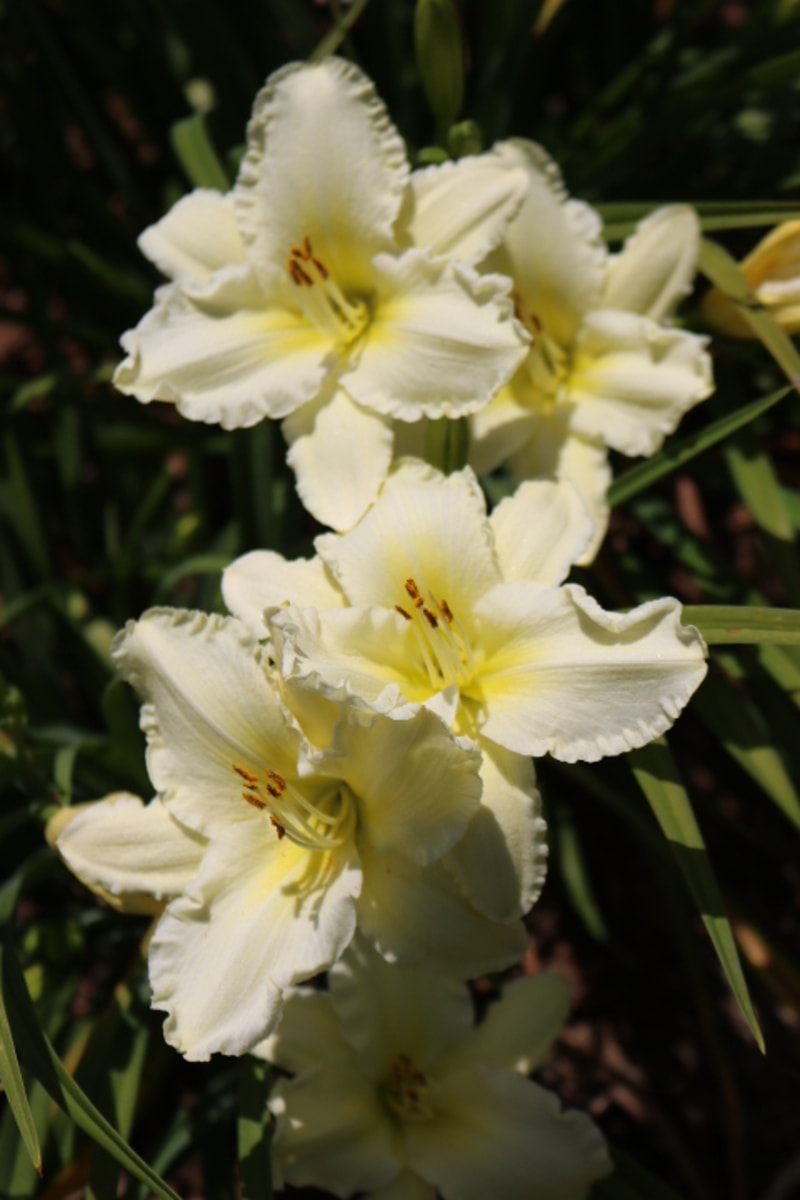 Sunday Gloves from Haley_Springs_Farm