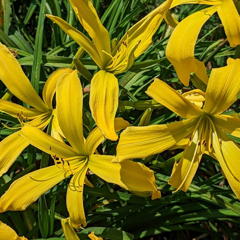 Yellow Monkey from Haley_Springs_Farm