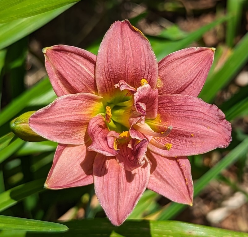 Little Tutu from Haley_Springs_Farm