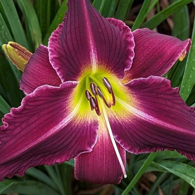 Mean as a Snake from Haley_Springs_Farm