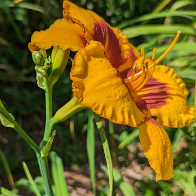 Fooled Me from Haley_Springs_Farm