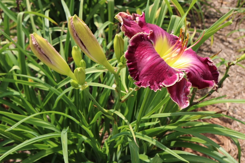 Aunt Kathryn from Haley_Springs_Farm