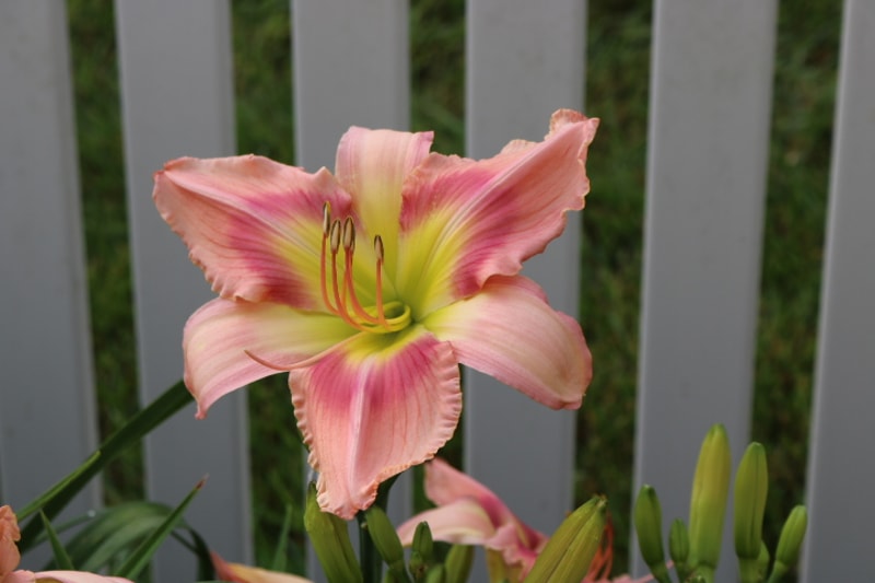 Peppermint Wind from Haley_Springs_Farm