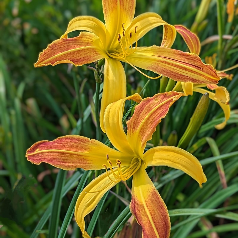 Spindazzle from Haley_Springs_Farm