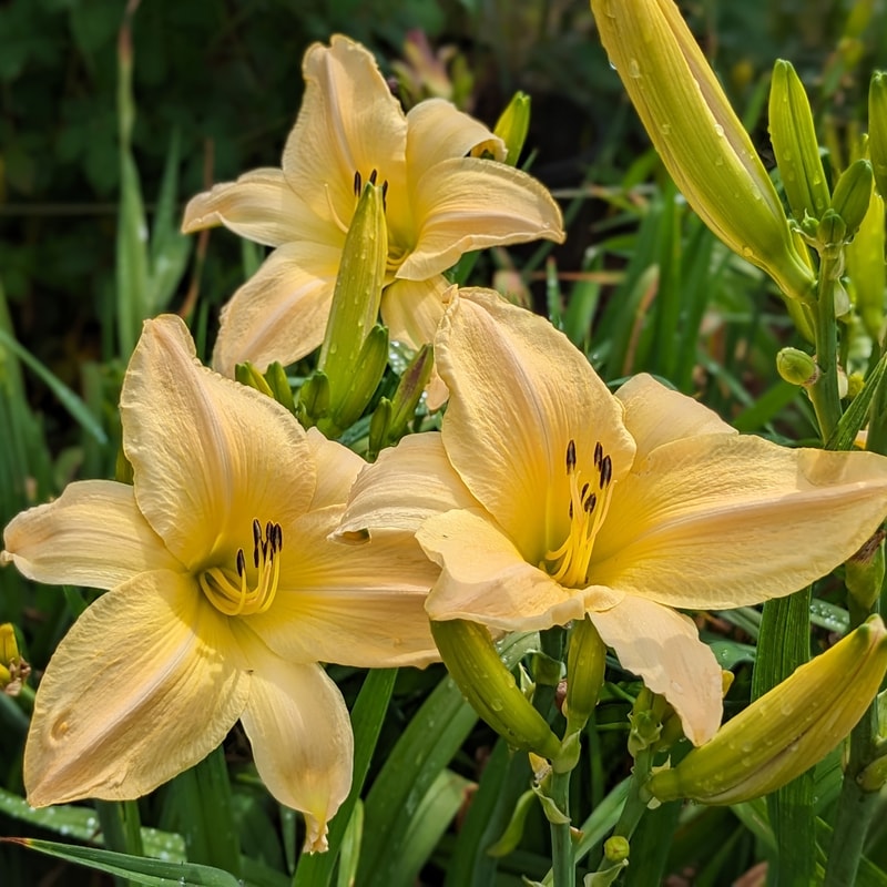 Redneck Reunion from Haley_Springs_Farm