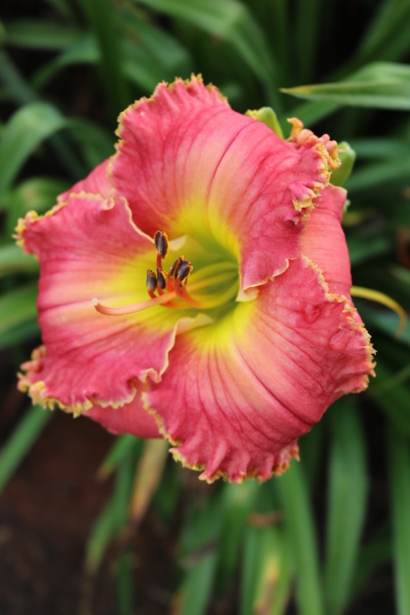 Berry Patch from Haley_Springs_Farm