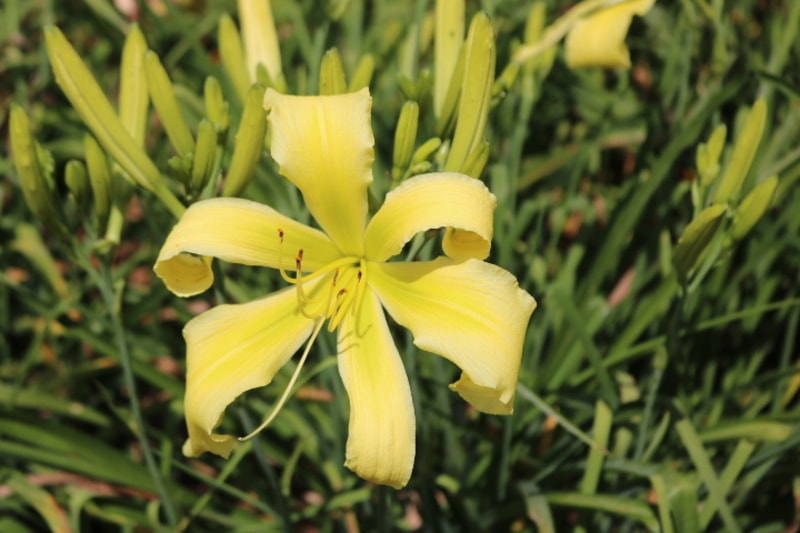 Spider Miracle from Haley_Springs_Farm