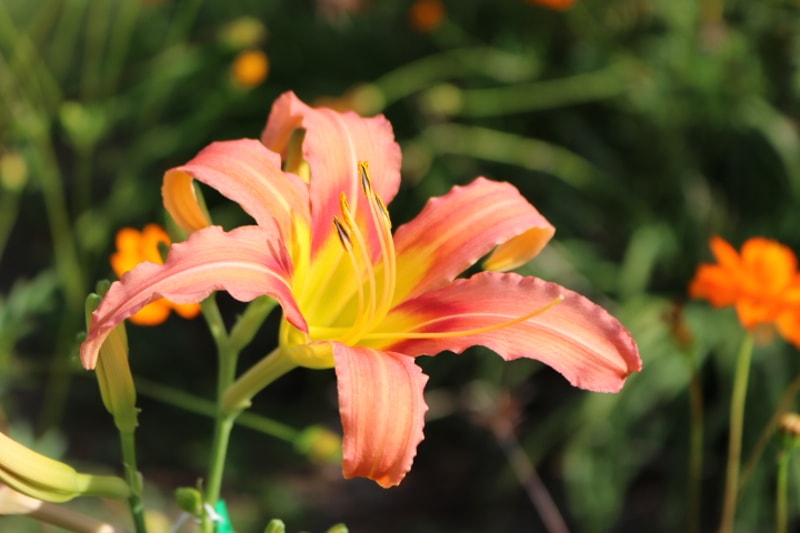 Coral Crab from Haley_Springs_Farm