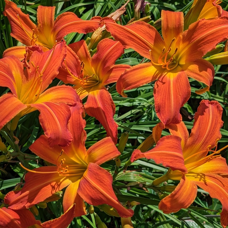 Heavenly Orange Blaze from Haley_Springs_Farm