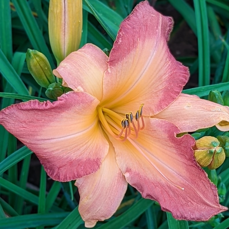 Two Sues from Haley_Springs_Farm