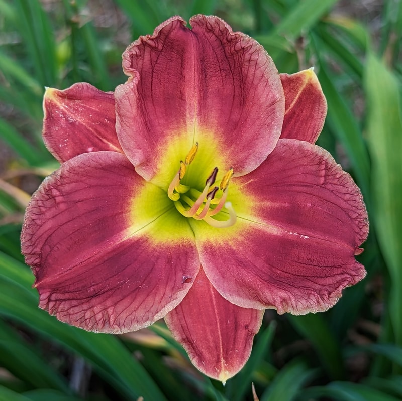 Lone Star Hot Lips from Haley_Springs_Farm