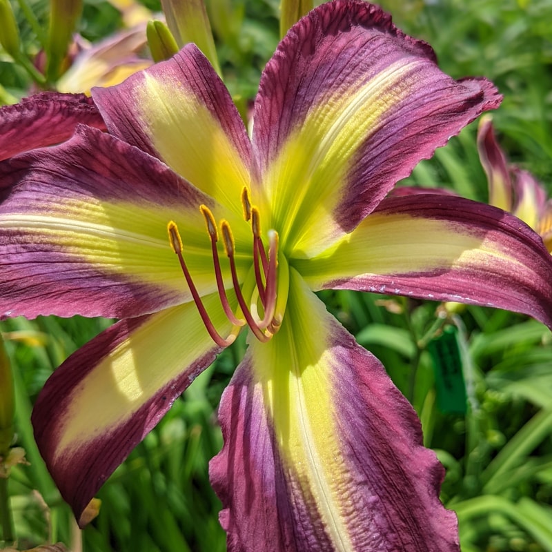 Quandary from Haley_Springs_Farm