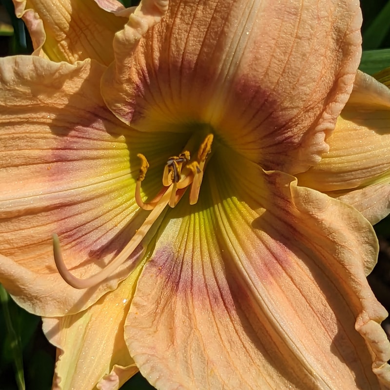Mystical Rainbow from Haley_Springs_Farm