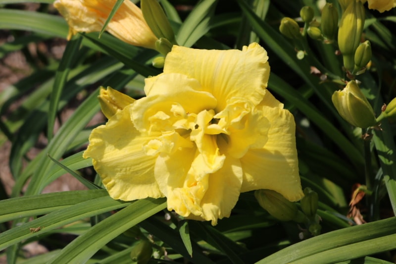 Lemonberry Truffle from Haley_Springs_Farm