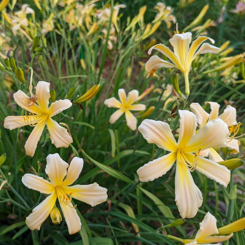 Helicopter from Haley_Springs_Farm