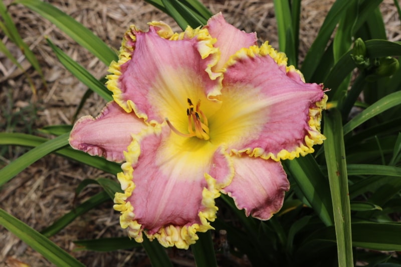 Frank's Star of Bethlehem from Haley_Springs_Farm