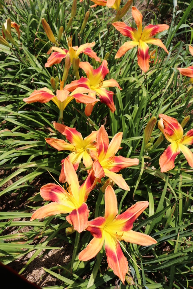 Cameron's Charisma from Haley_Springs_Farm