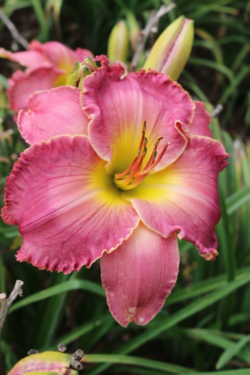 Roman Cohort from Haley_Springs_Farm