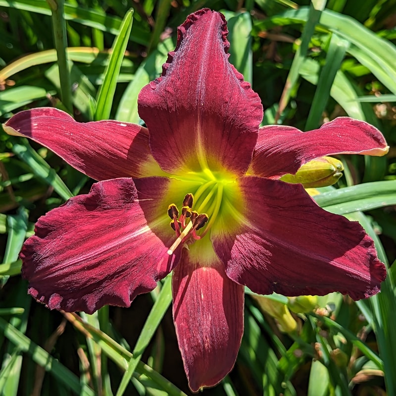 Topguns Kaleidoscope from Haley_Springs_Farm