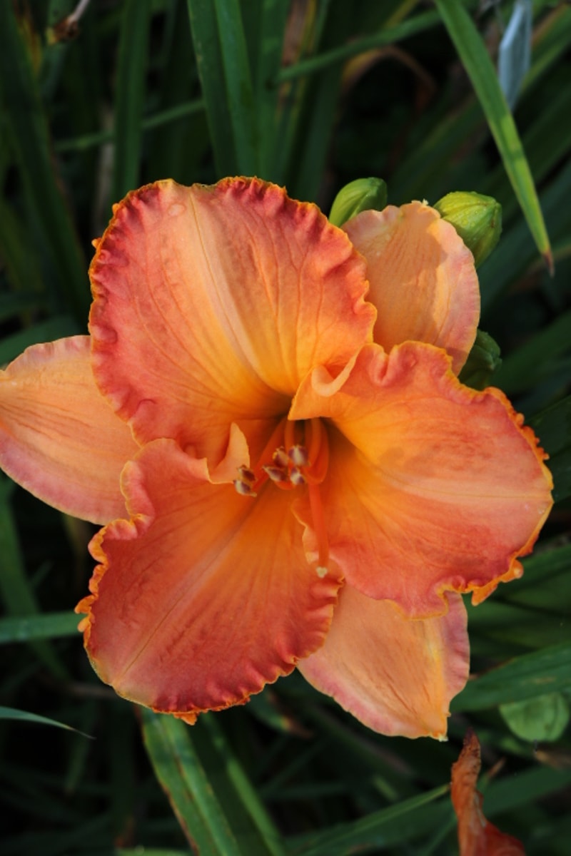 Thirty Seconds over Tokyo from Haley_Springs_Farm