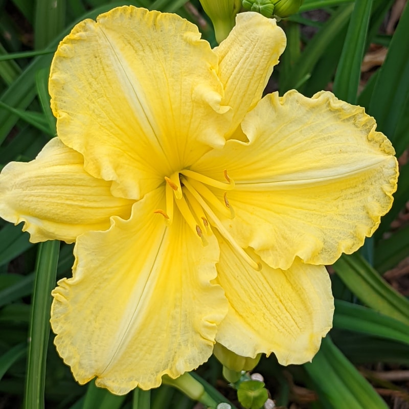 Regal Yellow from Haley_Springs_Farm