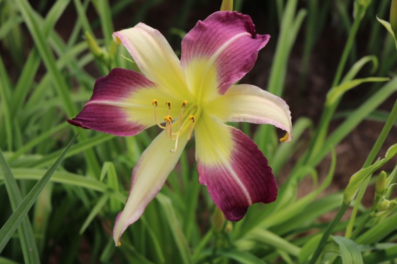 Andy's Awe from Haley_Springs_Farm