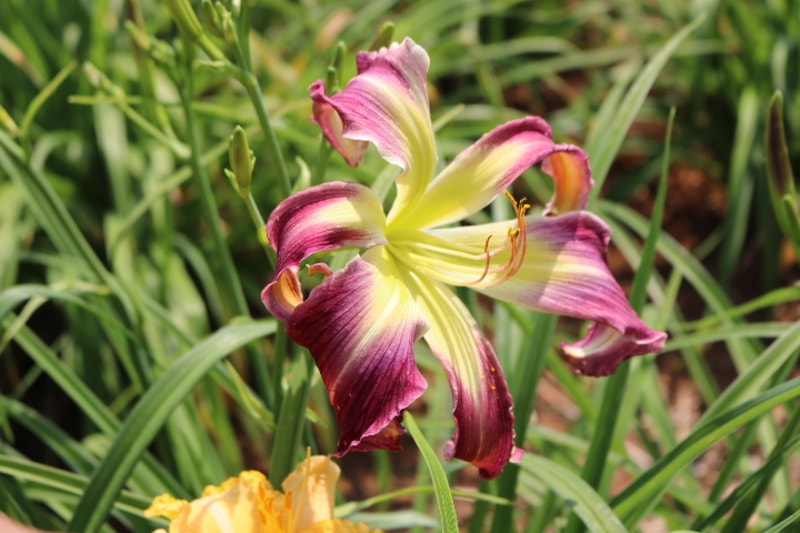 Small World Stained Glass from Haley_Springs_Farm