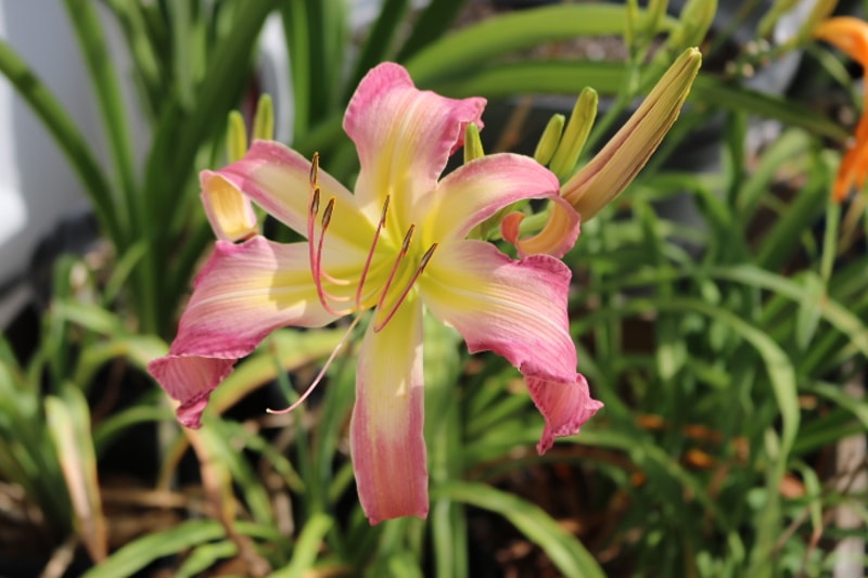 North Wind Dancer from Haley_Springs_Farm