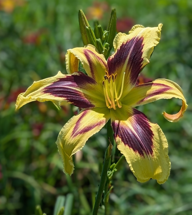 Chief Justice from Haley_Springs_Farm