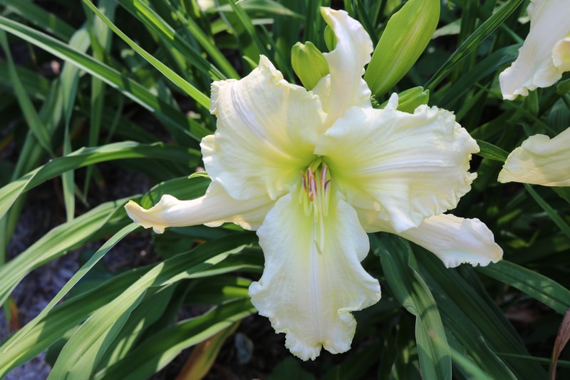 Candle in the Wind from Haley_Springs_Farm