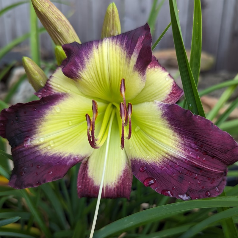 Cradle of Bethlehem from Haley_Springs_Farm