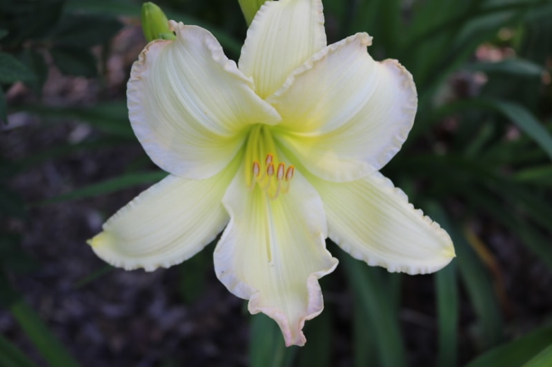 Beautiful Edgings from Haley_Springs_Farm