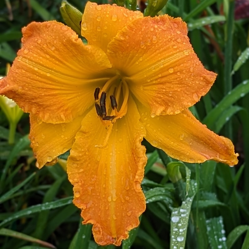 Up Against the Sun from Haley_Springs_Farm