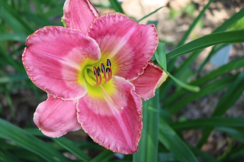 Enchanting Esmerelda from Haley_Springs_Farm