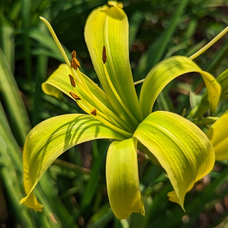 Green Inferno from Haley_Springs_Farm