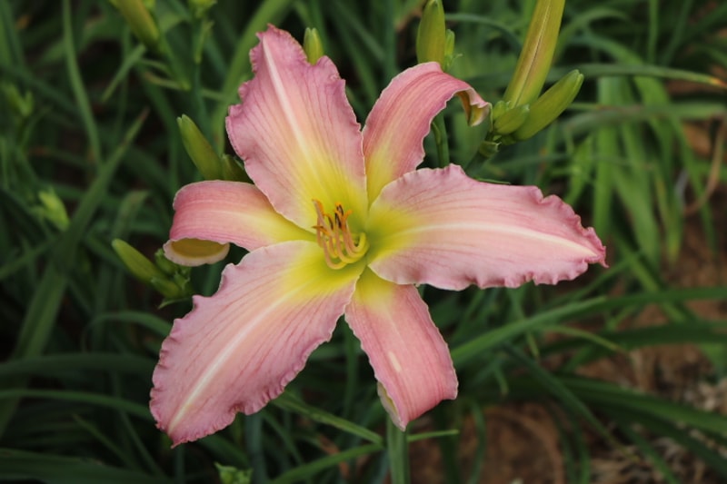 Divine Inspiration from Haley_Springs_Farm