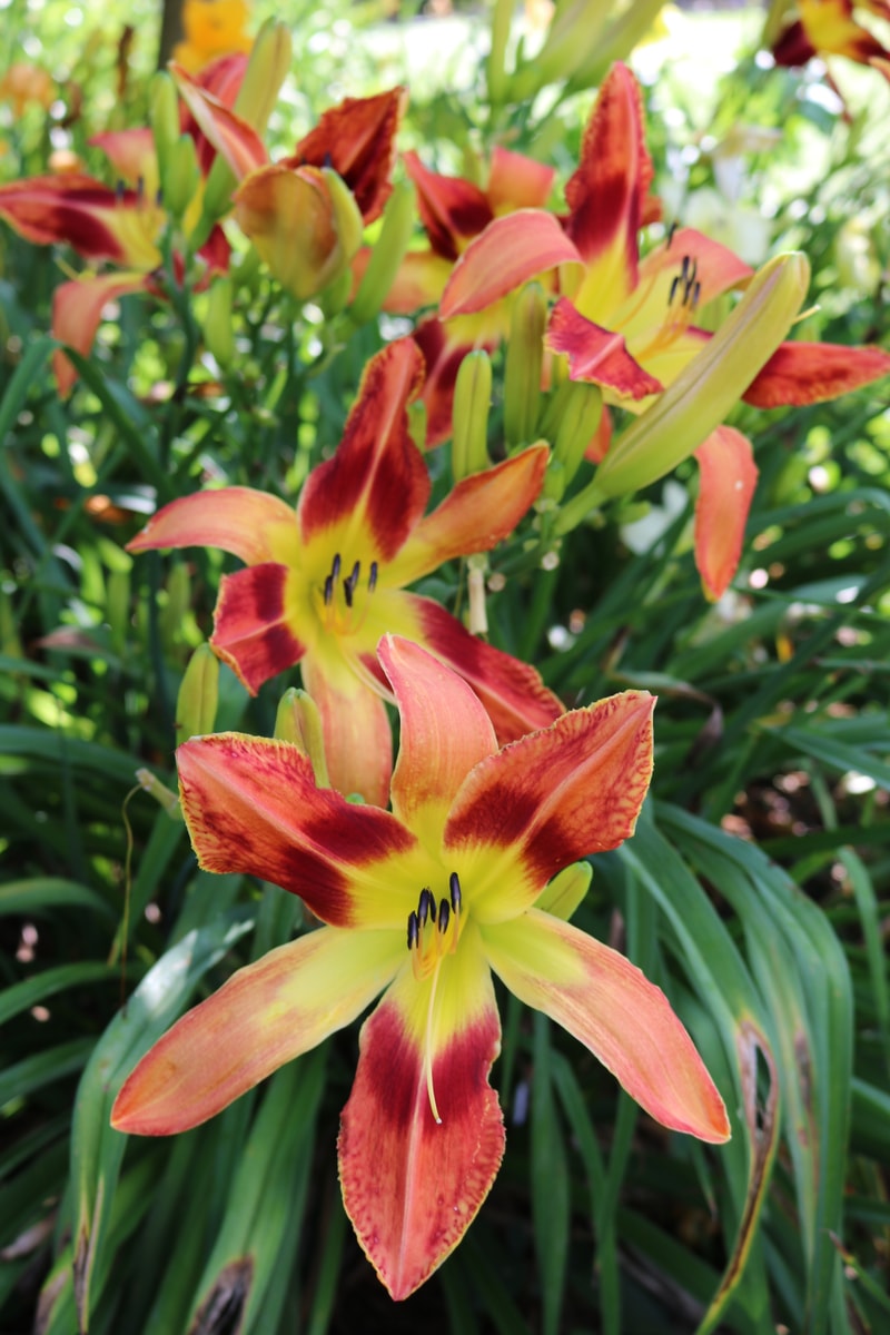 Cameron's Charisma from Haley_Springs_Farm