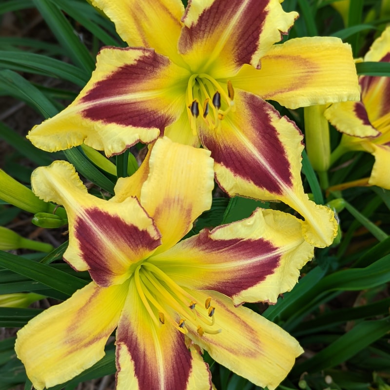 Longshot from Haley_Springs_Farm