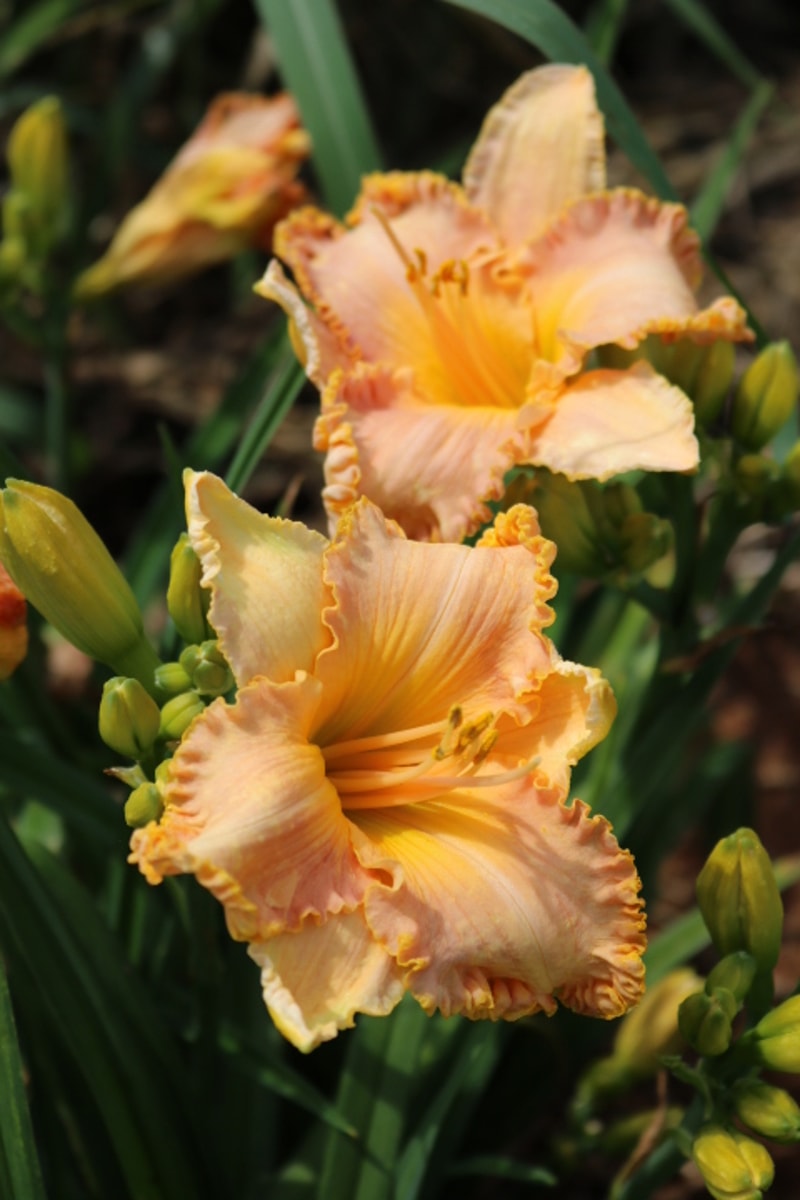 Spacecoast Starburst from Haley_Springs_Farm