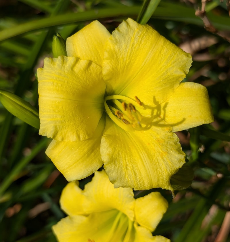 Baby Viking from Haley_Springs_Farm