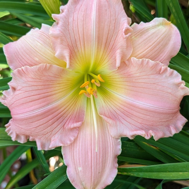 Jolyene Nichole from Haley_Springs_Farm