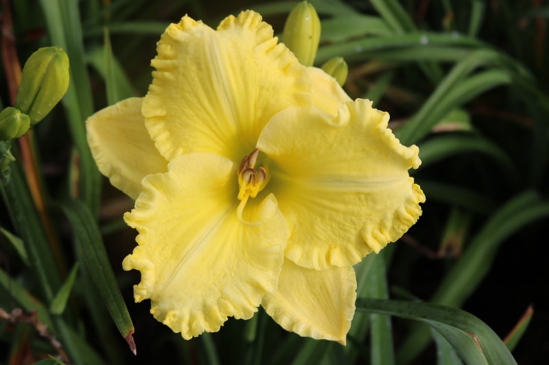 Madagascal Moon from Haley_Springs_Farm