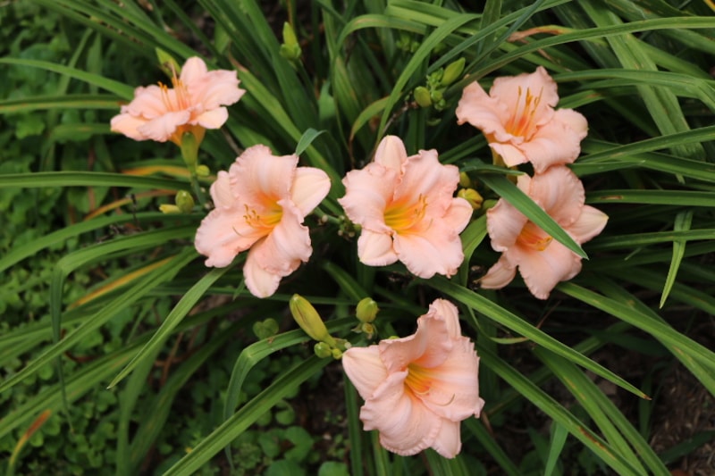 On and On from Haley_Springs_Farm