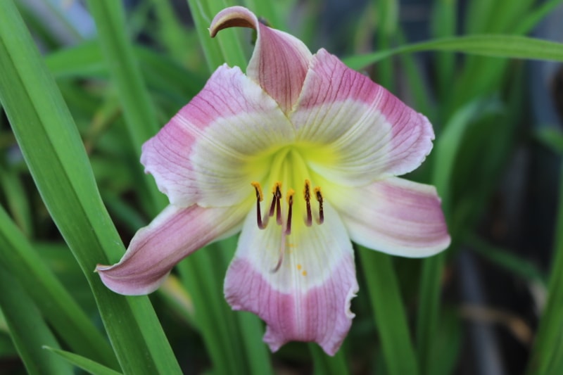 Star Child from Haley_Springs_Farm