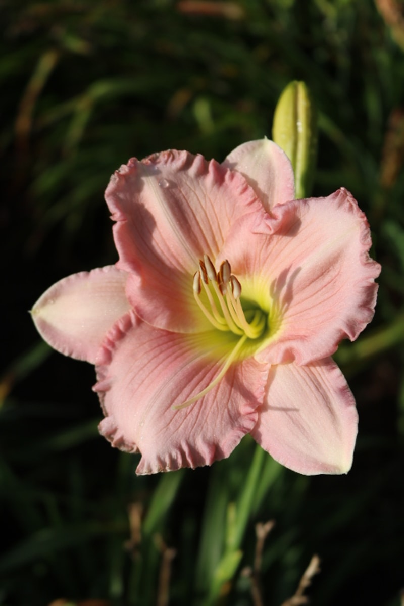 Pink Attraction from Haley_Springs_Farm