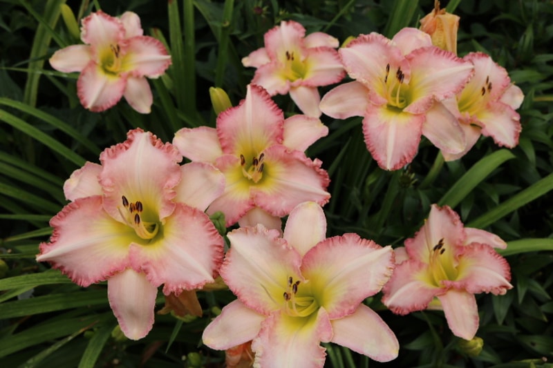 Julianna Lynn from Haley_Springs_Farm